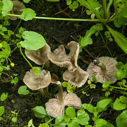 _6557_entoloma.thumb.jpg.b2cb0f233bce064b6e4363504744ddac.jpg