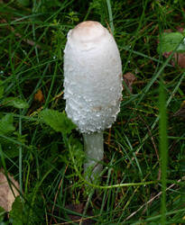_961.thumb.jpg.3473de6a32aa884169b86f6012e171c8.jpg