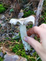 gITiLwWuoWGWjTSp9JnivO3bzTmzD_BylPoKwAys8VKDZaF7pjJ55gC61Z1Gi6voJm8YWduSFcEg_49DSTpc2aw-3.thumb.jpg.20538fae5d771d6f7dad71c841b71795.jpg