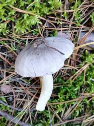 gITiLwWuoWGWjTSp9JnivO3bzTmzD_BylPoKwAys8VKDZaF7pjJ55gC61Z1Gi6voJm8YWduSFcEg_49DSTpc2aw-4.thumb.jpg.bf1f664663be8b6fc4cfc740063a271a.jpg