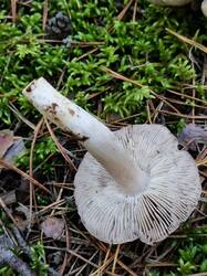 gITiLwWuoWGWjTSp9JnivO3bzTmzD_BylPoKwAys8VKDZaF7pjJ55gC61Z1Gi6voJm8YWduSFcEg_49DSTpc2aw-5.thumb.jpg.a77da9546378ea27963f27b5050c625a.jpg