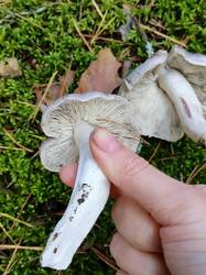 gITiLwWuoWGWjTSp9JnivO3bzTmzD_BylPoKwAys8VKDZaF7pjJ55gC61Z1Gi6voJm8YWduSFcEg_49DSTpc2aw-8.thumb.jpg.b86d9671a62ea1e5afec99c6534c065e.jpg