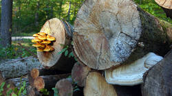 1005295699___Pholiota_aurivella_.thumb.JPG.1b275dd5fed3df9ed0235f4af5dc75fa.JPG