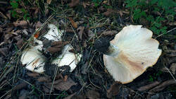100558907___Russula_delica_AWP_2026_09_28.thumb.jpg.9868ad5bd3ee5b1afb1bdda522c1ed72.jpg