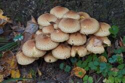 1011144881_26--(6).thumb.JPG.4fefc2ed372dc04c7c6ea9c4340db9c1.JPG