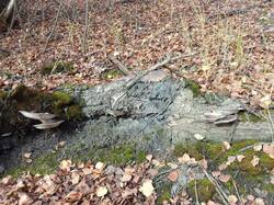 IMG_20261017_112555[1].jpg