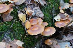 1061074382_26-10-18-(13).thumb.JPG.7b0fdcdc865c3a783a42bbd1d4e6281d.JPG