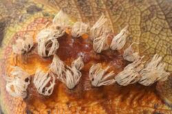 Gymnosporangium﻿ _sabinae_PSA_20261013-02.jpg