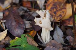 1133320013_26--(11).thumb.JPG.e0f321bc019ba7b08cbeb5812f1ec9be.JPG
