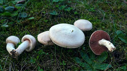 115695793__Agaricuscampestris__202610_20.thumb.JPG.9415572e664b16f3f024c2dfbb1f8405.JPG