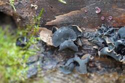 1223210217_1-5(4).thumb.JPG.75da0da082b4c725b79574ea04bb7936.JPG