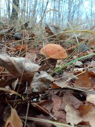 IMG_20261021_081322[1].jpg