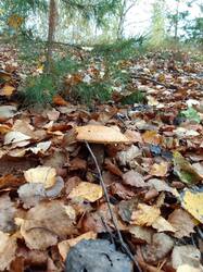 IMG_20261006_090605[1].jpg