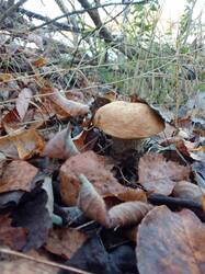 IMG_20261024_081918[1].jpg