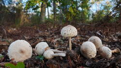 1391310168_Macrolepiotamastoidea_AWP_2026_1012.thumb.JPG.df01680d88ca165673a279816c75b036.JPG
