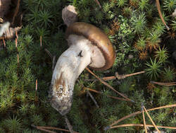 1400_DSC0049.thumb.jpg.dd5b0c92715e59d277de711beaf8e308.jpg