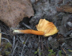 1400_DSC0058.thumb.jpg.04ffa7a3c8fdf35fd4c8a520afd2edd2.jpg
