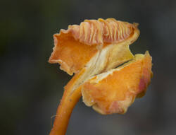 1400_DSC0059.thumb.jpg.7bf45ba72a76d3fcb7ed500a455cdbdc.jpg