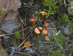 1400_DSC0060.thumb.jpg.047dbfabe811952af08a76a2b42ece83.jpg