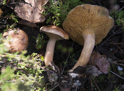 1400_DSC0061.thumb.jpg.f87b592608ba4fb3f6b9c8548b451c03.jpg