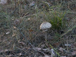 1400_DSC0118.thumb.jpg.b20ab858d804e2233b7e3d4e9eeab014.jpg