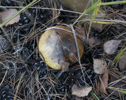 1400_DSC0125.thumb.jpg.ed0b95028e86fd7f084f2ddf7cfa5c49.jpg