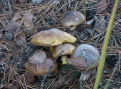 1400_DSC0126.thumb.jpg.6616f94fbd6e43adb322d7152d09ceac.jpg