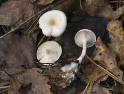 1400_DSC7999.thumb.jpg.c0a4ae59fdd814bb5b88102f18131c35.jpg
