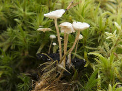 1400_DSC8011.thumb.jpg.3f76ba3bbc2ca1c0b7fe3714ce2b0b42.jpg