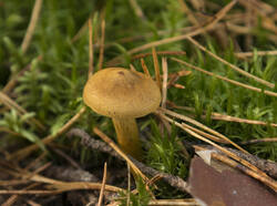 1400_DSC8046.thumb.jpg.a9e4541147c64f94cbc97086d3e668c8.jpg