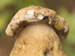 1400_DSC8104.thumb.jpg.421d0aece58ffa2bd661b3ef1f58b0c7.jpg