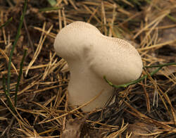 1400_DSC8176.thumb.jpg.bacbd62d96c17aefcd85f520fda9036f.jpg