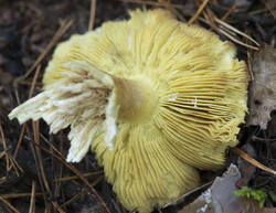 1400_DSC9539.thumb.jpg.88b0d736ced5b9dcb3872b7e3b9bc738.jpg