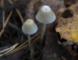 1400_DSC9542.thumb.jpg.2f017a6740ae3b2f14ae45c27716db73.jpg