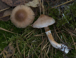 1400_DSC9543.thumb.jpg.c3f33db854e4c706bb108cbbc877a4ea.jpg