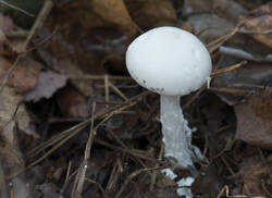 1400_DSC9554.thumb.jpg.6dcd8fafbdb0b92ca52ac6ad2c3ec435.jpg
