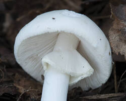 1400_DSC9558.thumb.jpg.c5721a2ec609cc5bf0875ea2c8d1455f.jpg