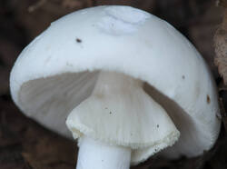 1400_DSC9560.thumb.jpg.3808c3ba76be02852e78772645f3926b.jpg