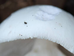 1400_DSC9562.thumb.jpg.0aee00053ad4726d31073d445744eb0e.jpg