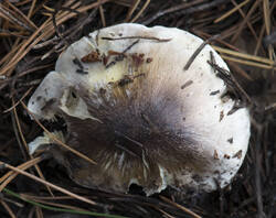 1400_DSC9566.thumb.jpg.51925daeb18ae41248307f8aaf437a73.jpg