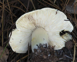 1400_DSC9568.thumb.jpg.bff190ab58a9103486d9e99e3ab26a0a.jpg