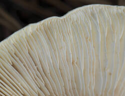 1400_DSC9569.thumb.jpg.41a1de2a52cd21ec34db9637eb8fcbcf.jpg