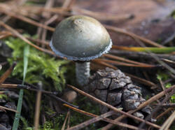 1400_DSC9576.thumb.jpg.c85076760986a368beb6f5ad63b5acd7.jpg