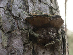 1400_DSC9609.thumb.jpg.42be6aef9b416fc9fdb2c9f2e851258a.jpg