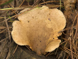 1400_DSC9637.thumb.jpg.23f4eb0ed34ba492a3fbdd64413b8190.jpg