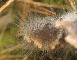 1400_DSC9643.thumb.jpg.7e80b915da0506cc6cd5e18210e545fc.jpg