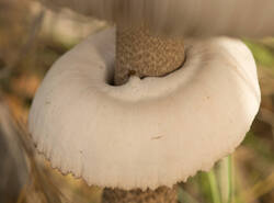 1400_DSC9648.thumb.jpg.4950c0c9a74510008c6cfaebb9a099cd.jpg