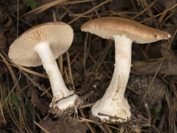 1400_DSC9652.thumb.jpg.887d84fae3b702e3e33fae7a74e7855e.jpg