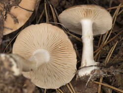1400_DSC9654.thumb.jpg.60196bcce98bd24a48cb25547a4f5dfa.jpg
