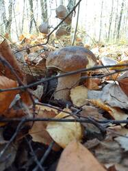 IMG_20261013_121439[1].jpg